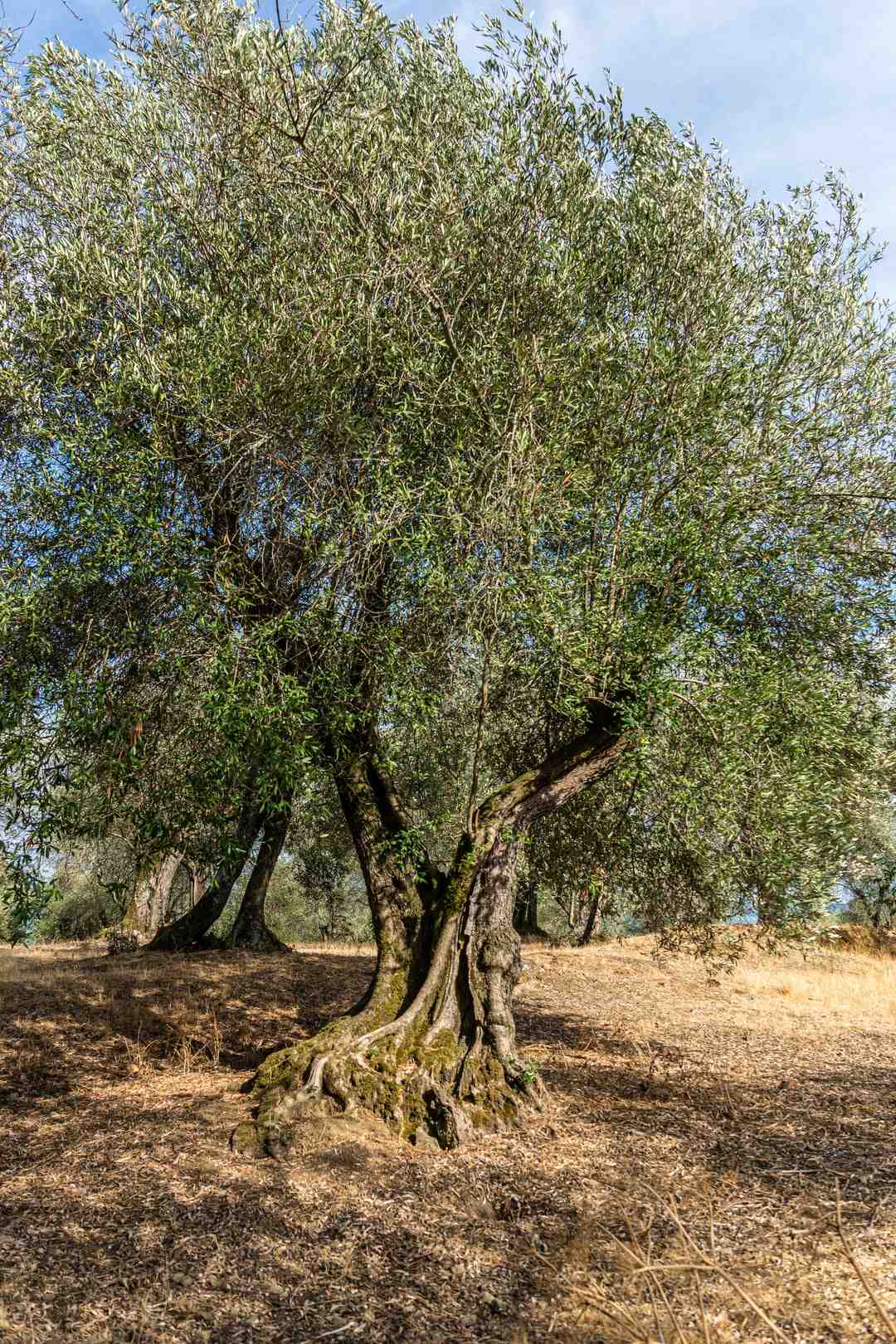 Quel est le poids d'un olivier ?